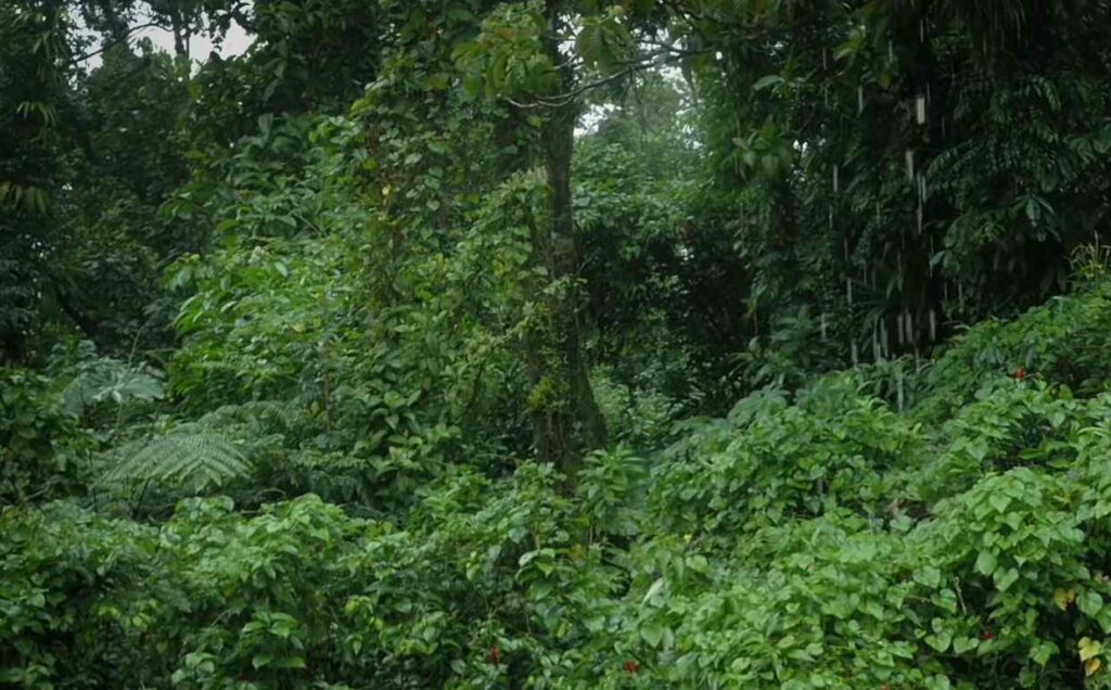 deštný prales dešť